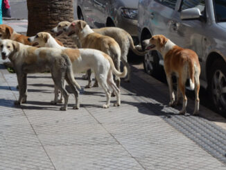 Chiens errants Maroc Mondial 2030