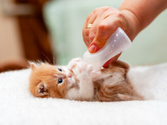 comment s'occuper d'un chaton soins chaton, alimentation chaton, éduquer un chaton