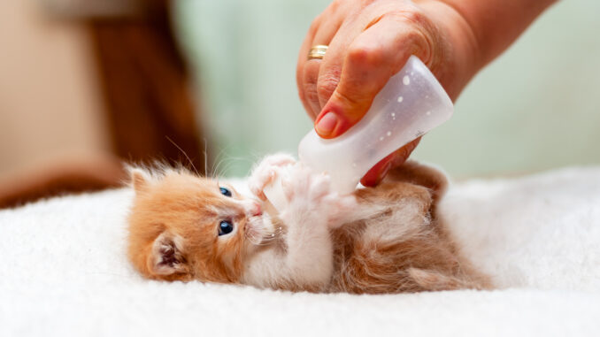 comment s'occuper d'un chaton soins chaton, alimentation chaton, éduquer un chaton