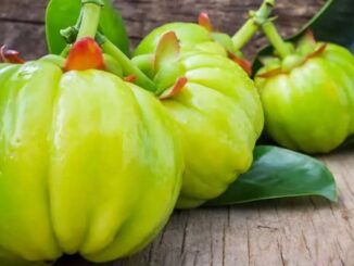 Garcinia cambogia : pourquoi les compléments minceur restent suspendus en France