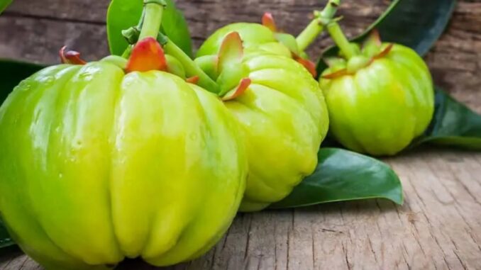 Garcinia cambogia : pourquoi les compléments minceur restent suspendus en France