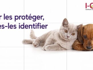 Arnaque en ligne : I-CAD appelle ses usagers à la vigilance après de nouveaux signalements de messages frauduleux usurpant son identité
