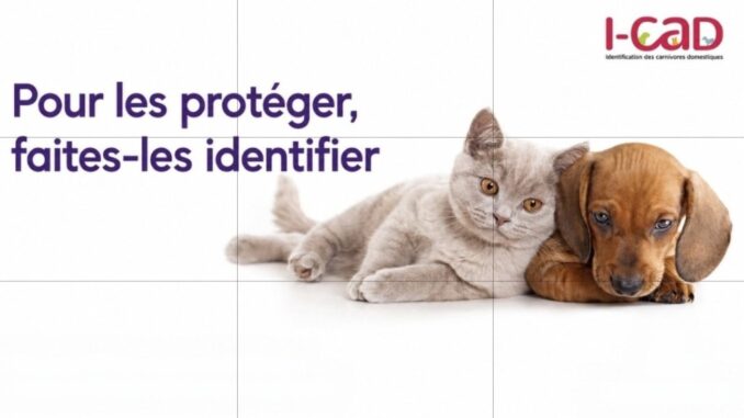 Arnaque en ligne : I-CAD appelle ses usagers à la vigilance après de nouveaux signalements de messages frauduleux usurpant son identité